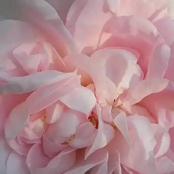Trandafiri online - Alb - Roz - trandafir alba - trandafir cu parfum intens - Rosa Maiden's Blush - - - Robust, în tufe dese care se adaptează și în spații improprii